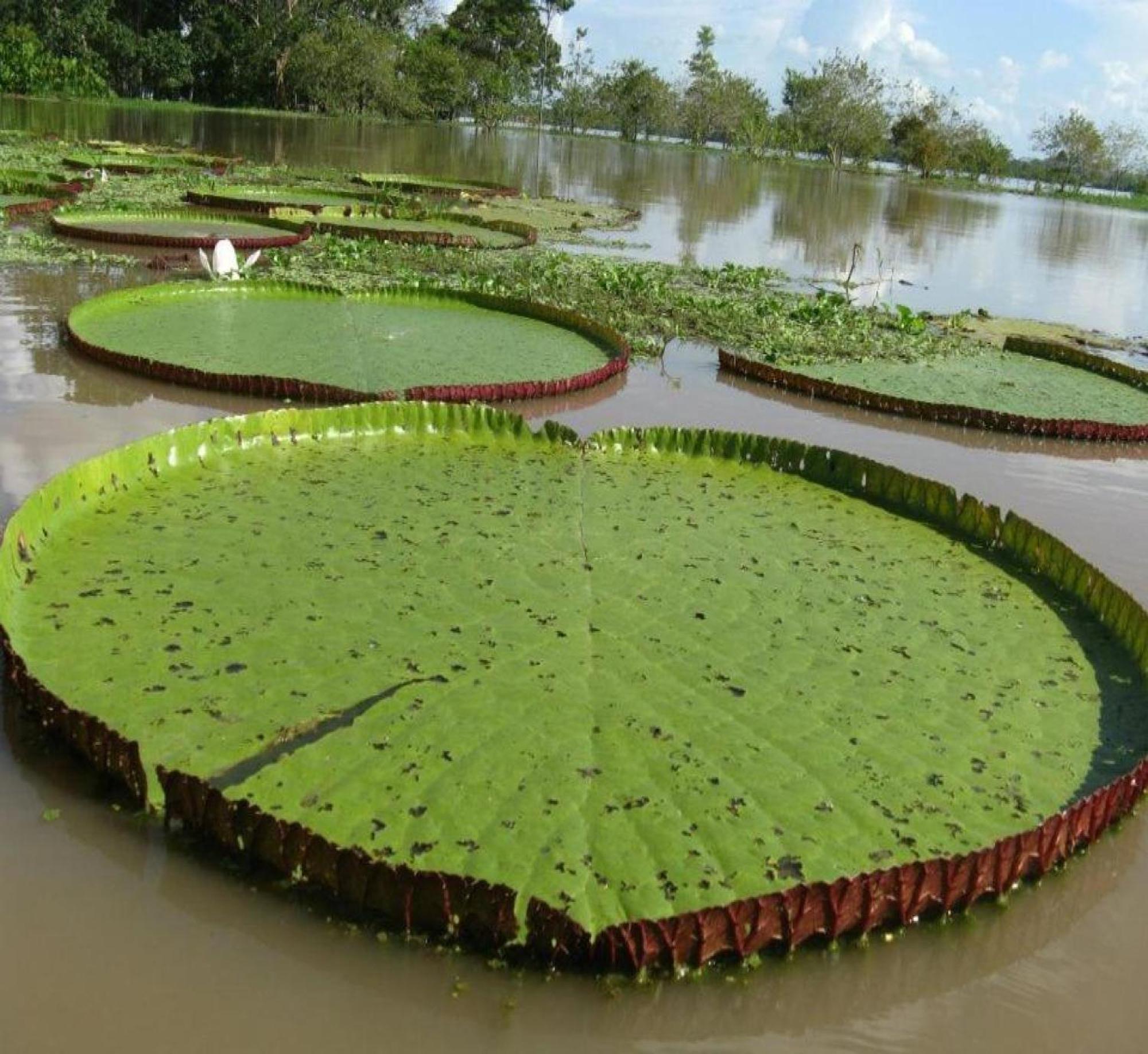 Cabana Flotante Kurupira 레티시아 외부 사진